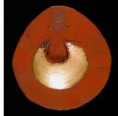 Moka Kina Shell Currency, Papua New Guinea